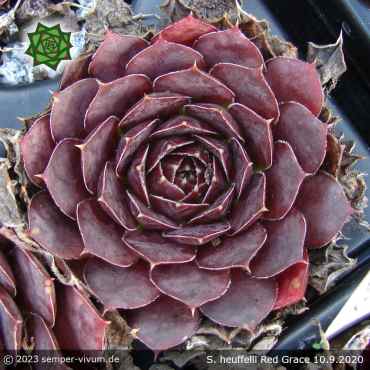 Sempervivum heuffelii 'Red Grace'